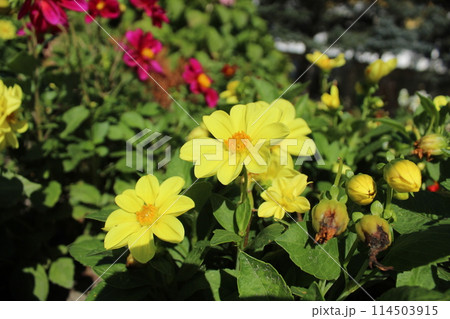 The yellow dahlia blooms in a flower bed in the summer. Landscaping of city parks. Flower Cultivation 114503915