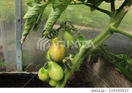 Vegetables in summer. Seasonal tomatoes. Local food and produce 114503917