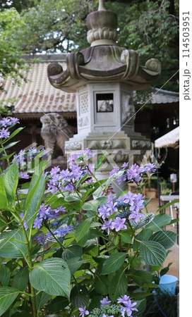 紫陽花のある風景 竹原神社 紫陽花のある風景 竹原神社 114503951