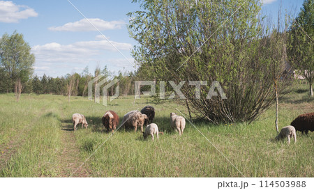 A flock of sheep grazes on a meadow in a Belarusian village in summer background  114503988