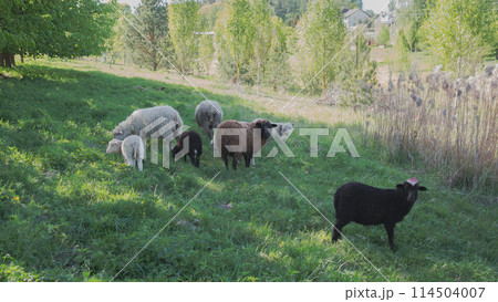A flock of sheep grazes on a meadow in a Belarusian village in summer background A flock of sheep grazes on a meadow in a Belarusian village in summer background 114504007