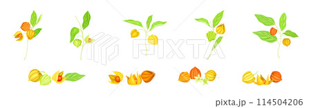 Physalis Orange Fresh Fruit with Green Leaf Vector Set 114504206