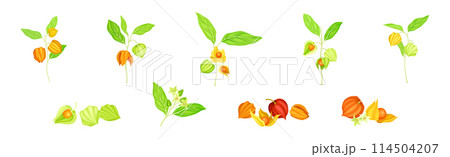 Physalis Orange Fresh Fruit with Green Leaf Vector Set 114504207