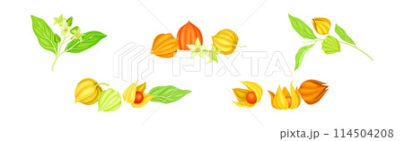 Physalis Orange Fresh Fruit with Green Leaf Vector Set 114504208