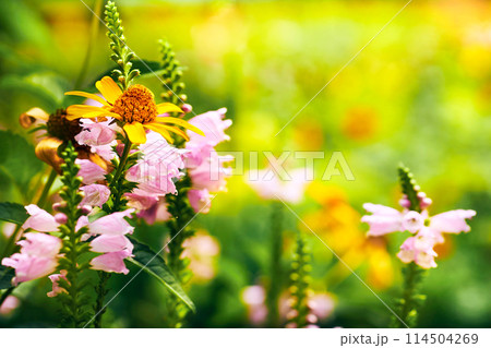 Blooming summer spring meadow with garden flowers 114504269