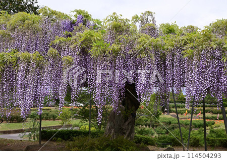 藤の花のある風景 藤の花のある風景 114504293