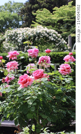 バラのある風景　水戸市　七ツ洞公園 114504302