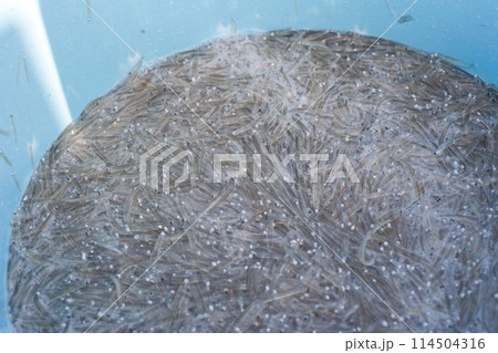 水揚げされた生しらす、とれたての生シラス 114504316
