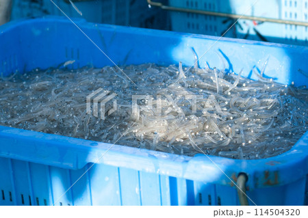 水揚げされた生しらす、とれたての生シラス 114504320