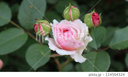薄桃色のバラ 114504324
