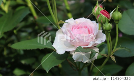 薄桃色のバラ 114504326