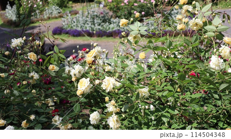 バラのある風景　水戸市　七ツ洞公園 114504348