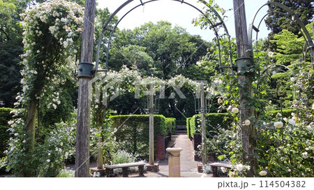 薔薇のアーチのある庭　七ツ洞公園 114504382