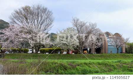 水車の里遊学館の桜 114505027