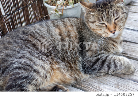 縁側でくつろぐ猫 114505257