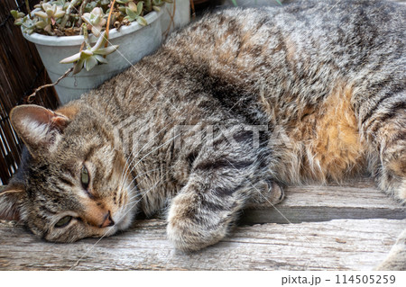 縁側でくつろぐ猫 縁側でくつろぐ猫 114505259