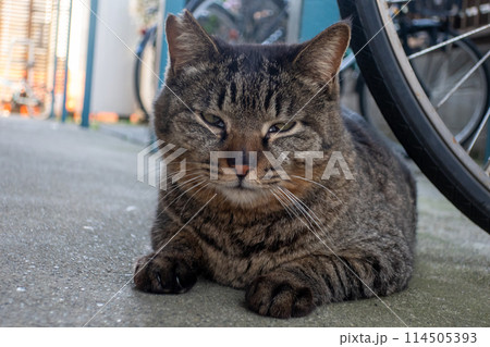 キジトラの地域ネコ 114505393