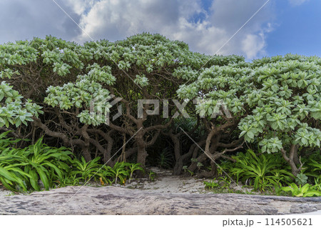 沖縄県竹富島ガジュマルの森 114505621