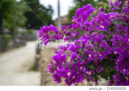 沖縄県竹富島の集落風景 114505628
