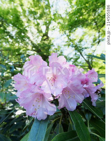 西洋シャクナゲの花 西洋シャクナゲの花 114505886