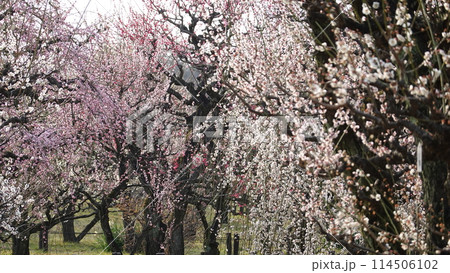 大阪城公園の梅林 大阪城公園の梅林 114506102