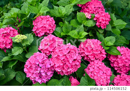 赤い紫陽花と緑の葉 赤い紫陽花と緑の葉 114506152