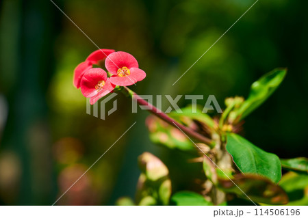 ハナキリン 114506196