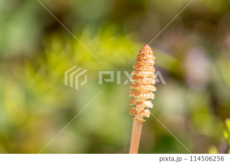 つくしんぼ～陽のあたる場所～ 114506256