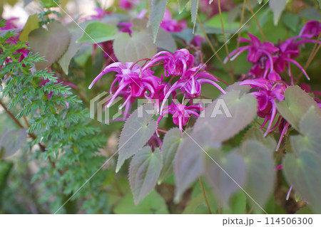 濃い桃色のイカリソウ。錨の形に似たこの花の持つ言葉は「あなたを離さない」。濃密な恋の花。 114506300