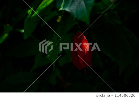 ウナズキヒメフヨウ 114506320