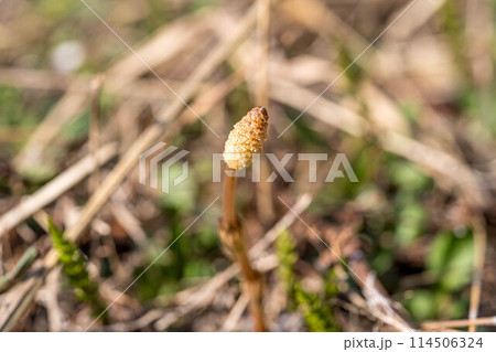 つくしんぼ~春の息吹~ つくしんぼ~春の息吹~ 114506324