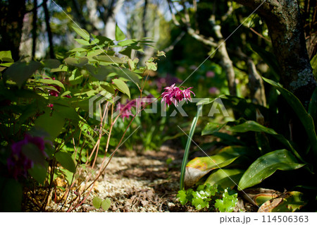 濃い桃色のイカリソウ。錨の形に似たこの花の持つ言葉は「あなたを離さない」。濃密な恋の花。 濃い桃色のイカリソウ。錨の形に似たこの花の持つ言葉は「あなたを離さない」。濃密な恋の花。 114506363