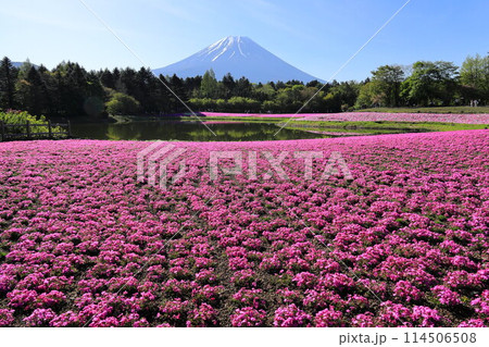 富士芝桜まつり 114506508