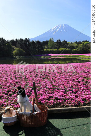 富士芝桜まつり 114506510