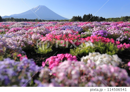 富士芝桜まつり 114506541