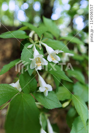 枝の先に二輪一組で開花するツクバネウツギ 枝の先に二輪一組で開花するツクバネウツギ 114506557