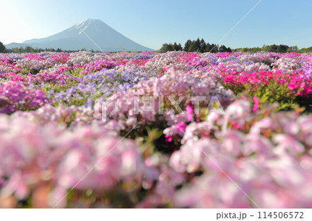 富士芝桜まつり 114506572