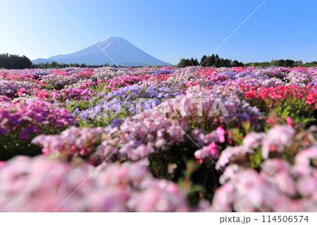 富士芝桜まつり 富士芝桜まつり 114506574