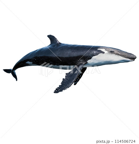 Graceful humpback whale Megaptera novaeangliae diving elegantly massive flukes raised high Animal photography 114506724