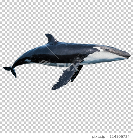 Graceful humpback whale Megaptera novaeangliae diving elegantly massive flukes raised high Animal photography 114506724