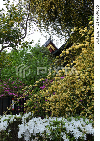 「木香薔薇」上野寛永寺にて 114506805
