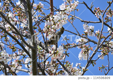 桜にヒヨドリ、江戸川堤（千葉県松戸市）にて 114506809