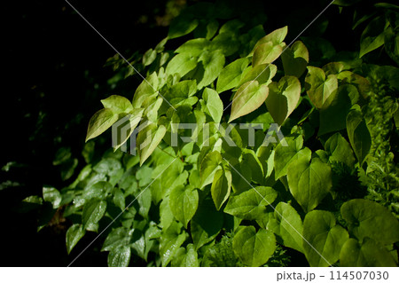 濃い桃色の花咲かせた後のイカリソウの葉。葉と茎は神経衰弱、健忘症、強精、強壮の薬効。 114507030