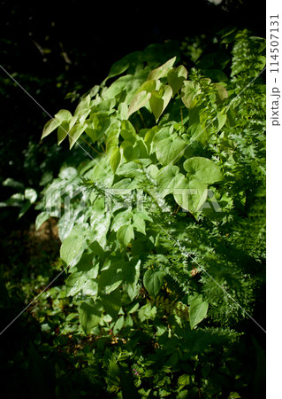 濃い桃色の花咲かせた後のイカリソウの葉。葉と茎は神経衰弱、健忘症、強精、強壮の薬効。 114507131