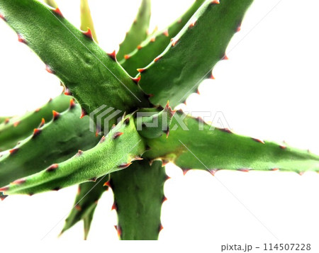 カスティロニアエ 114507228