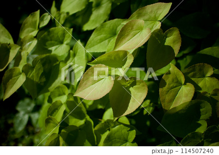 濃い桃色の花咲かせた後のイカリソウの葉。葉と茎は神経衰弱、健忘症、強精、強壮の薬効。 114507240