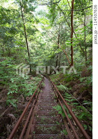 乳岩峡　登山道の様子　(愛知県新城市） 114507636