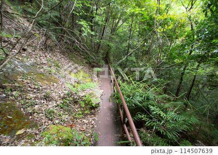 乳岩峡　登山道の様子　(愛知県新城市） 114507639