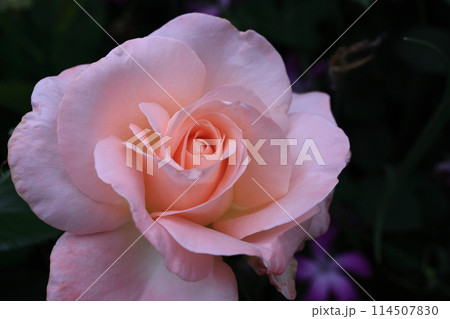 バラ バラ 114507830