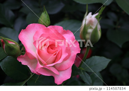 バラ 114507834